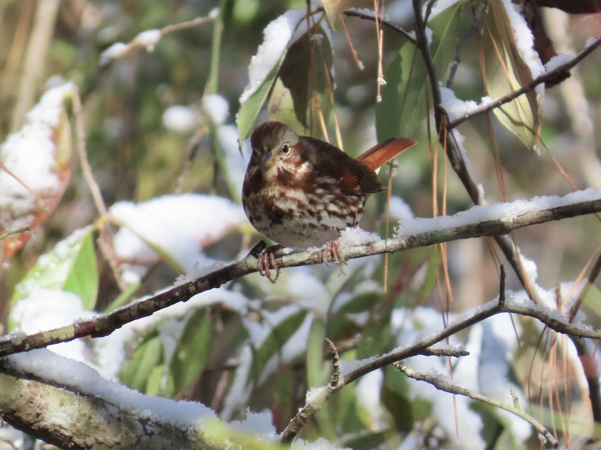 strnadec kaštanový (ssp. iliaca/zaboria) - ML646810195