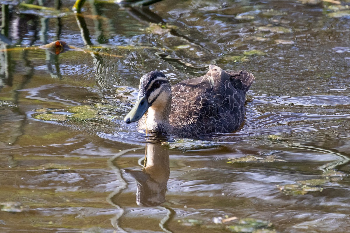 Pacific Black Duck - ML646810197