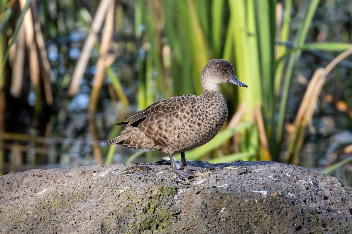 Gray Teal - ML646810198