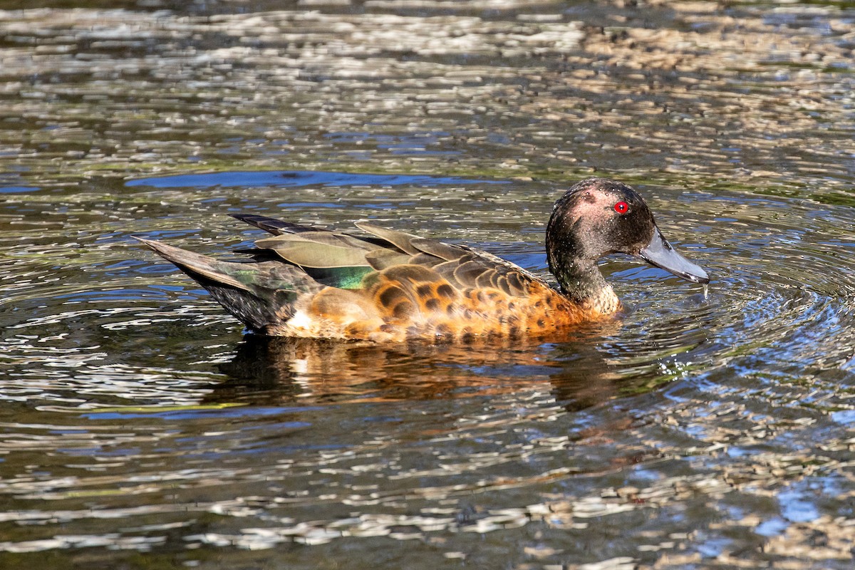 Chestnut Teal - ML646810199