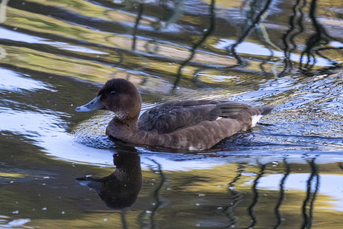 Hardhead - ML646810208