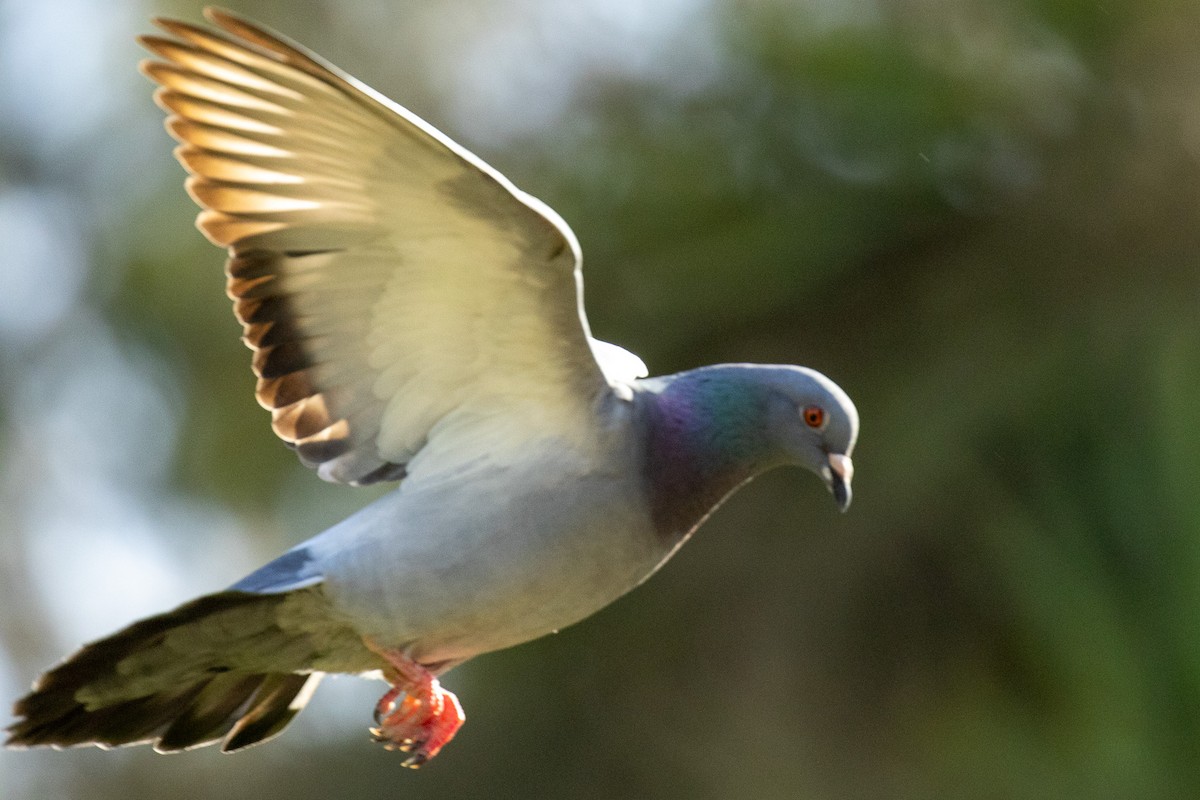 Rock Pigeon (Feral Pigeon) - ML646810211