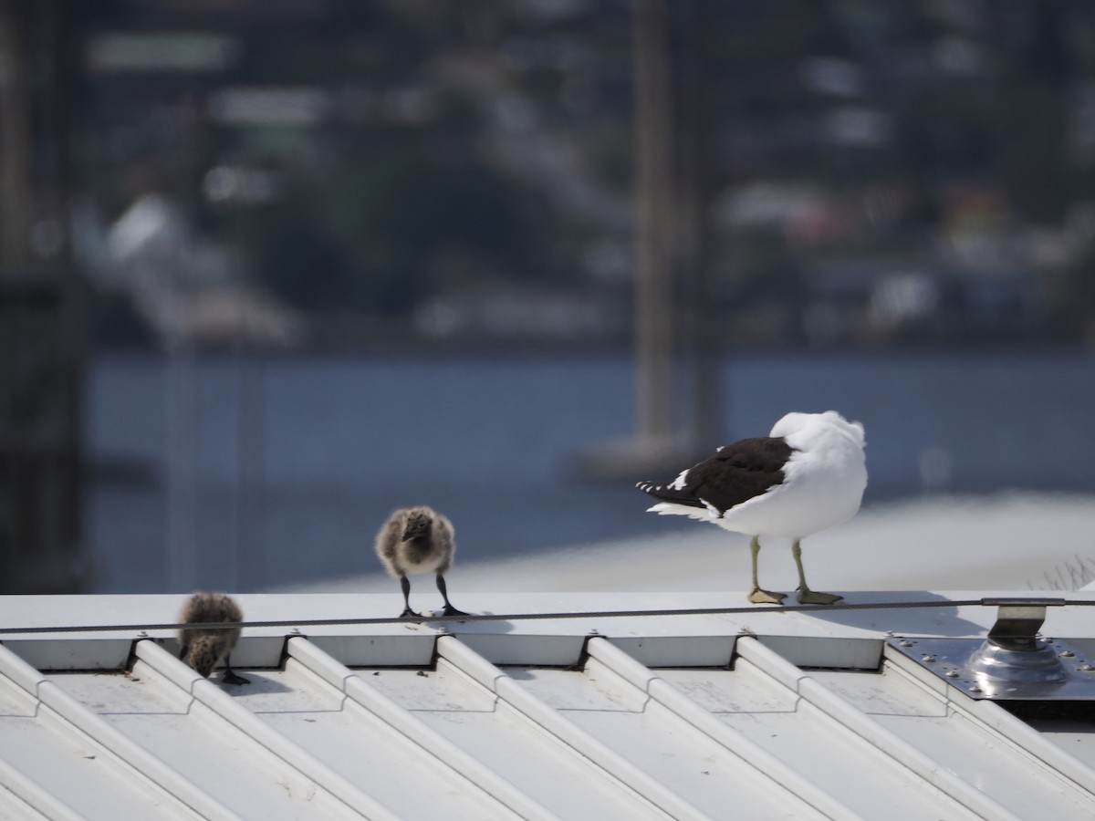 Kelp Gull - ML646810213