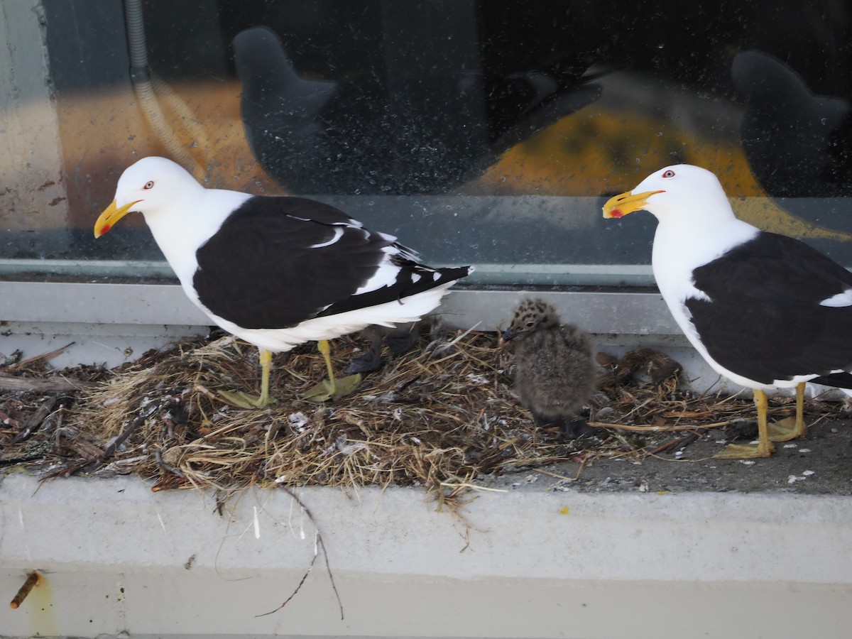 Kelp Gull - ML646810214