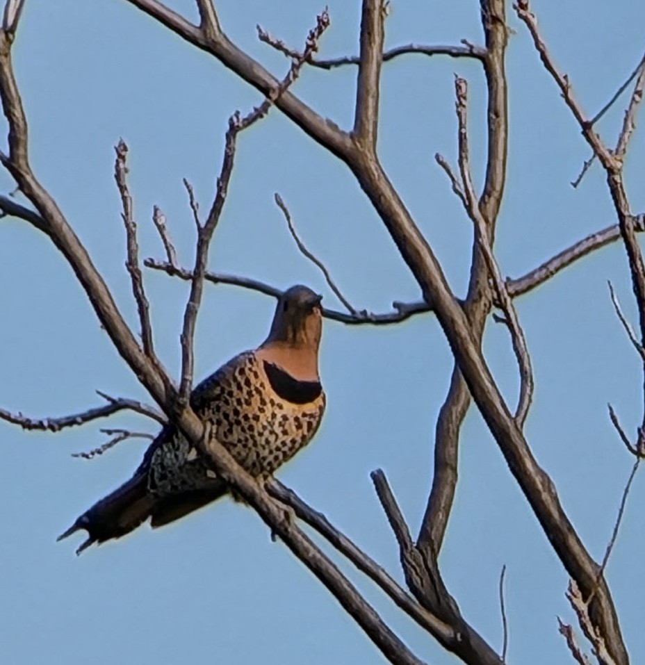 Northern Flicker - ML646810215