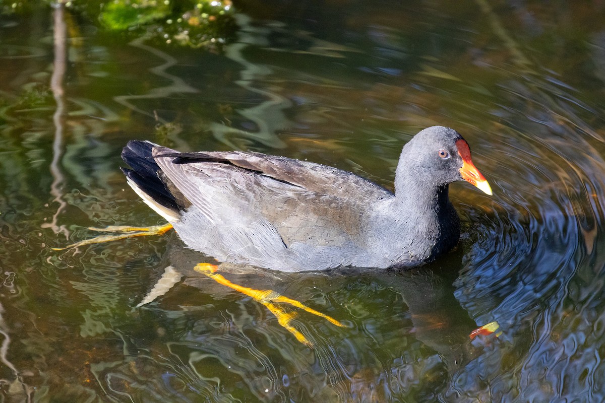 Dusky Moorhen - ML646810216