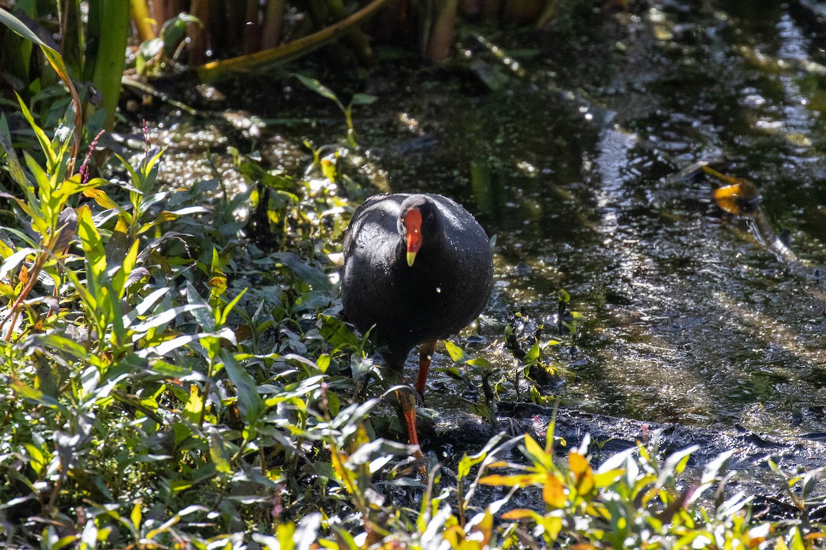 Dusky Moorhen - ML646810217