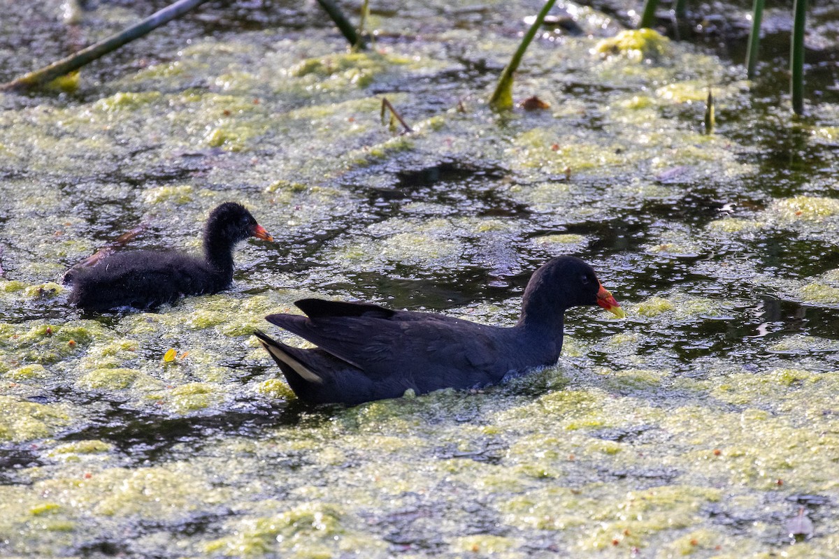 Dusky Moorhen - ML646810218