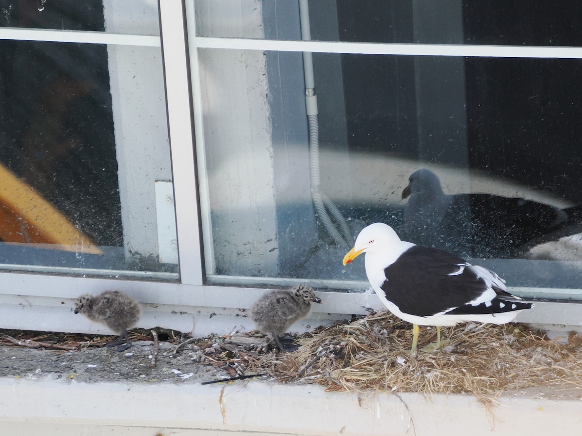 Kelp Gull - ML646810219