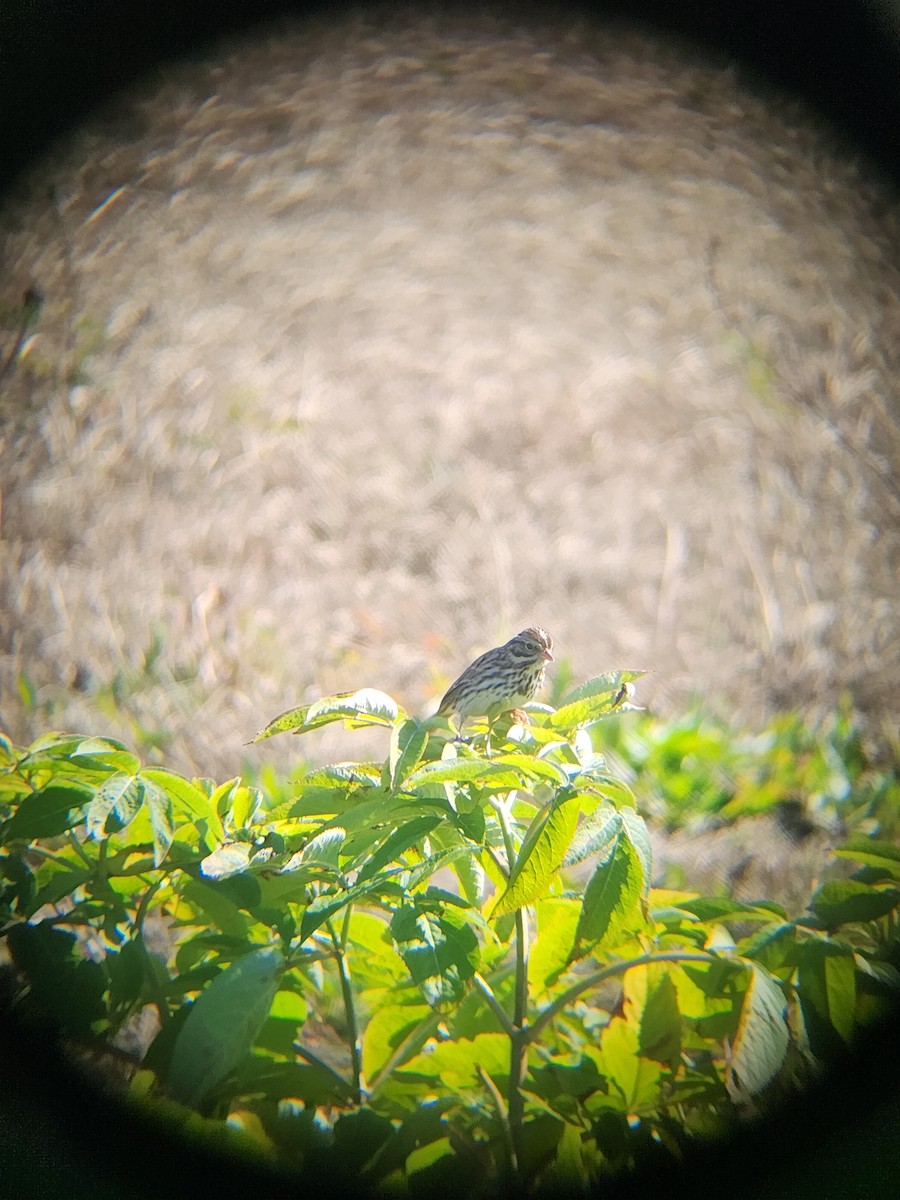 稀樹草鵐 - ML646810220