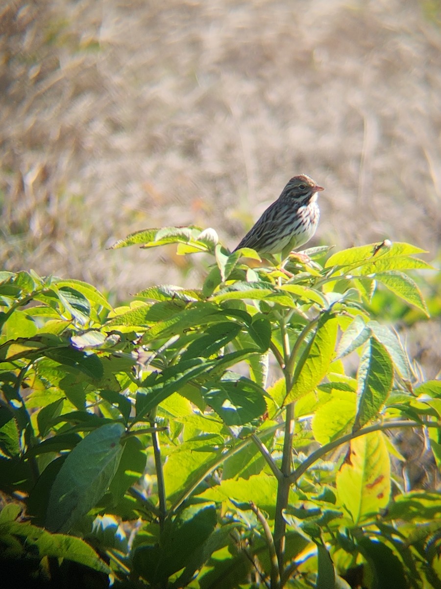 稀樹草鵐 - ML646810223