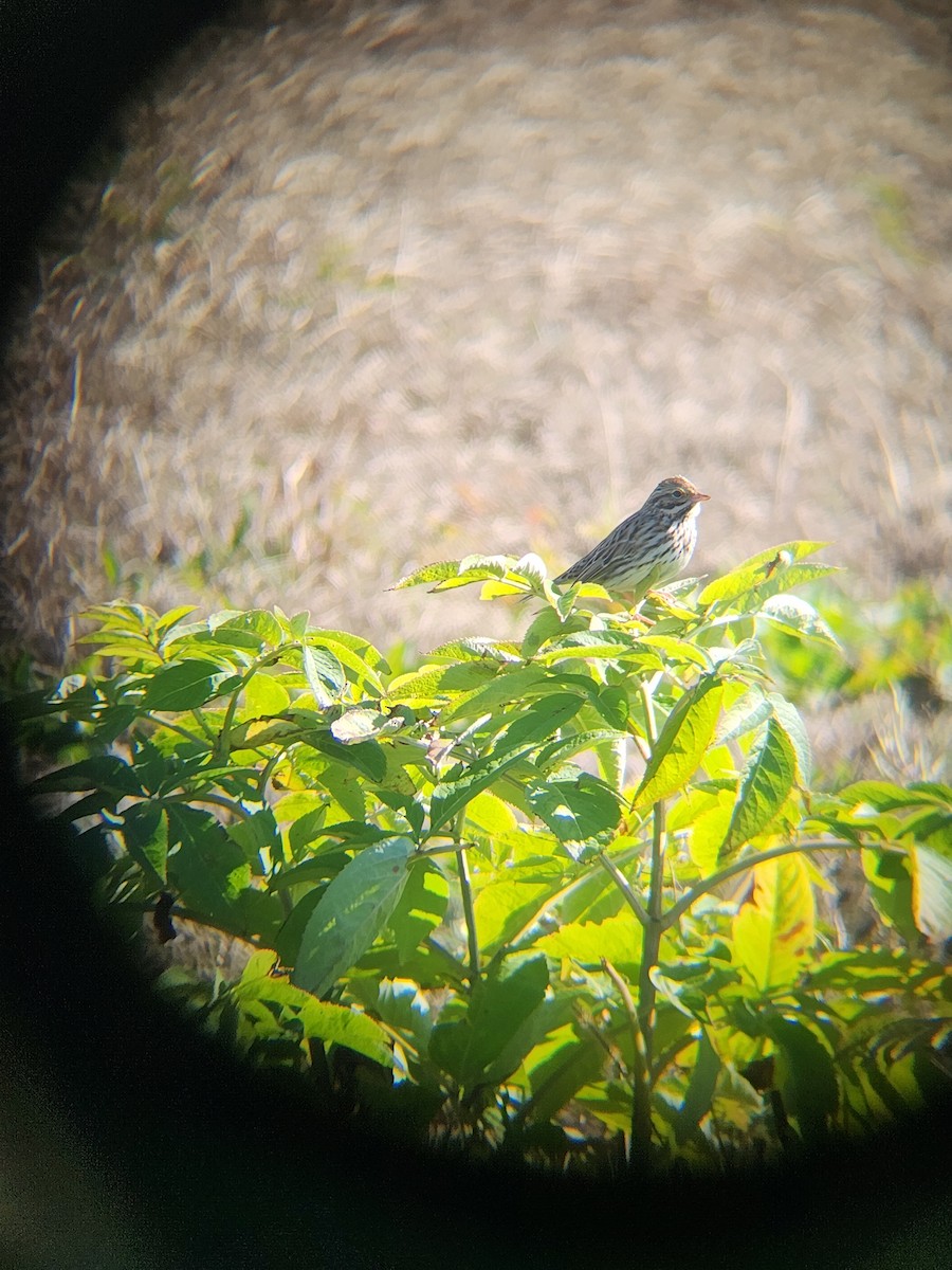 稀樹草鵐 - ML646810224