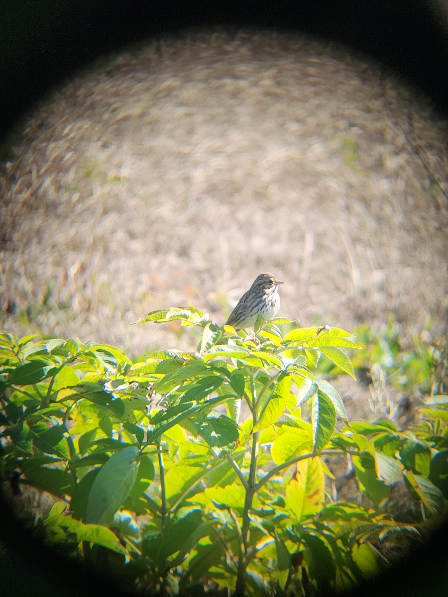 稀樹草鵐 - ML646810225