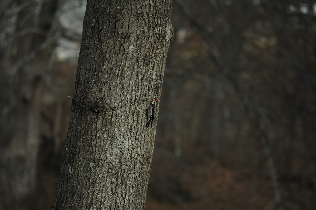 Yellow-bellied Sapsucker - ML646810226