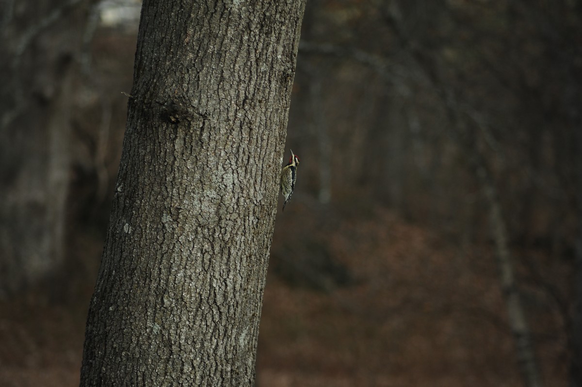 Yellow-bellied Sapsucker - ML646810227