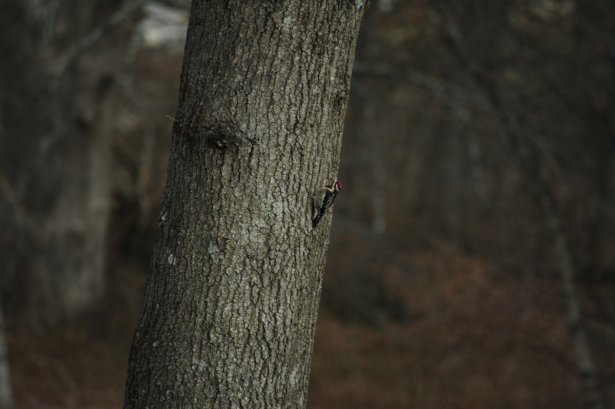 Yellow-bellied Sapsucker - ML646810228