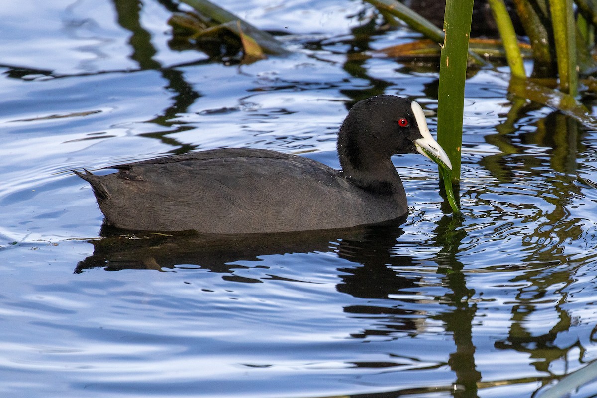 Eurasian Coot - ML646810229