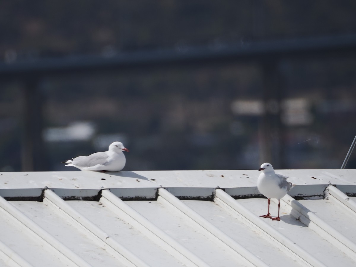 Silver Gull - ML646810230