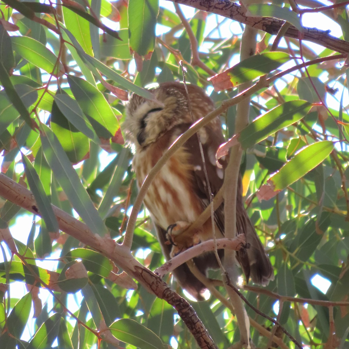Northern Saw-whet Owl - ML646810231