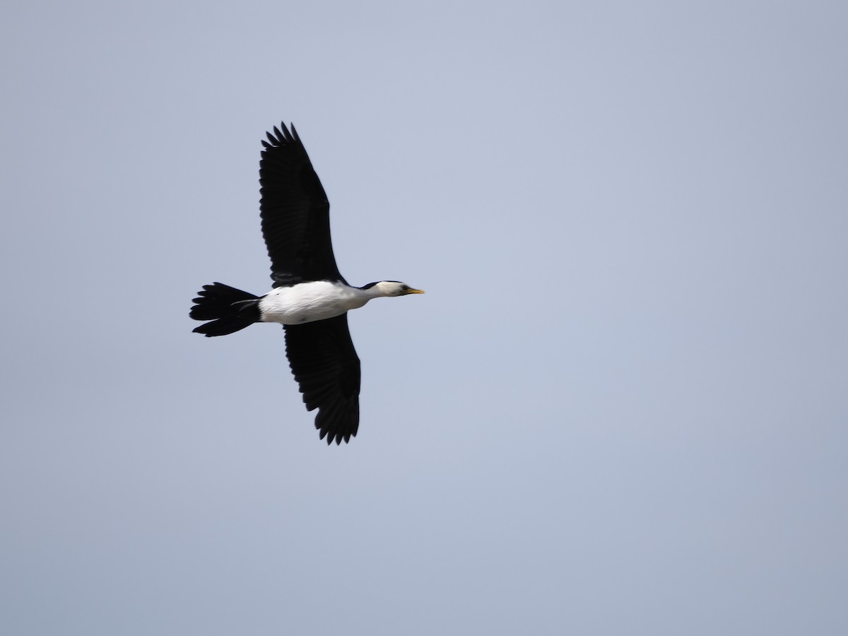 Little Pied Cormorant - ML646810234