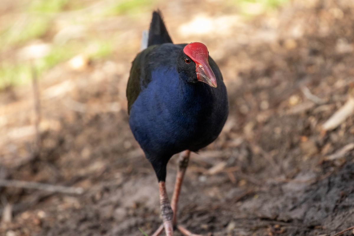 Australasian Swamphen - ML646810235