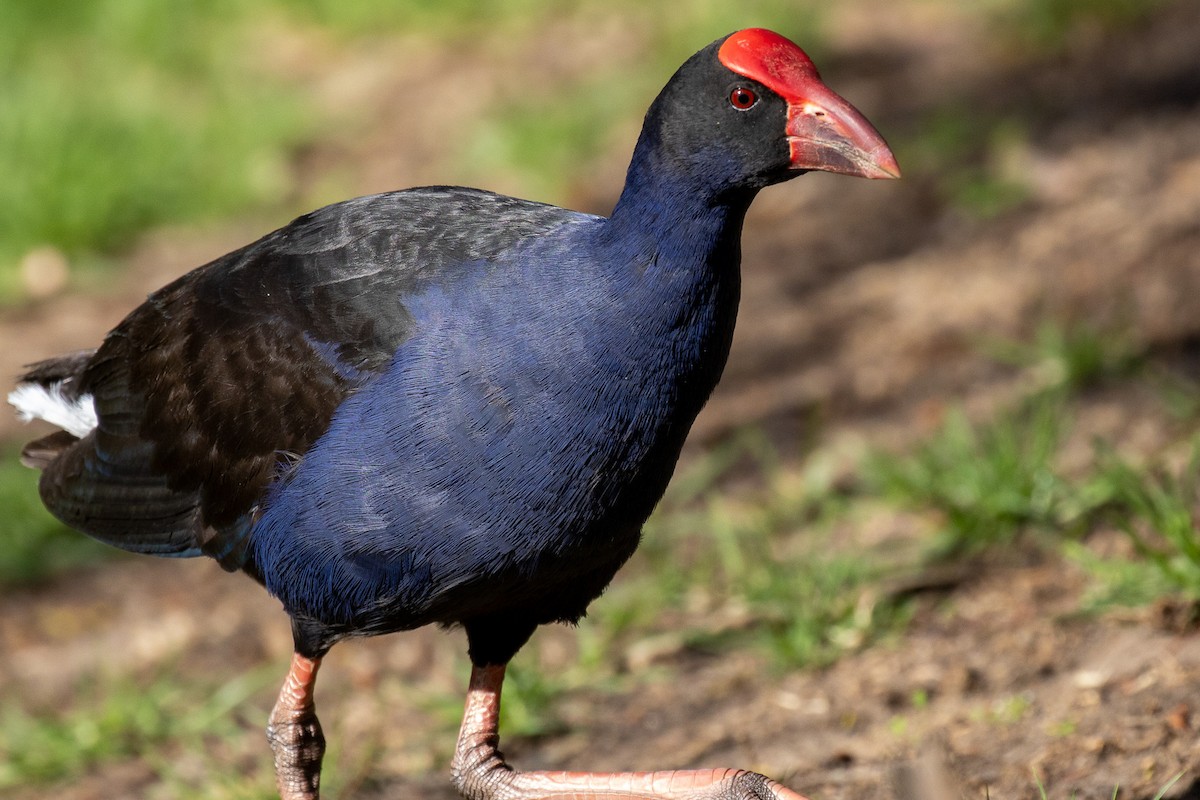 Australasian Swamphen - ML646810236