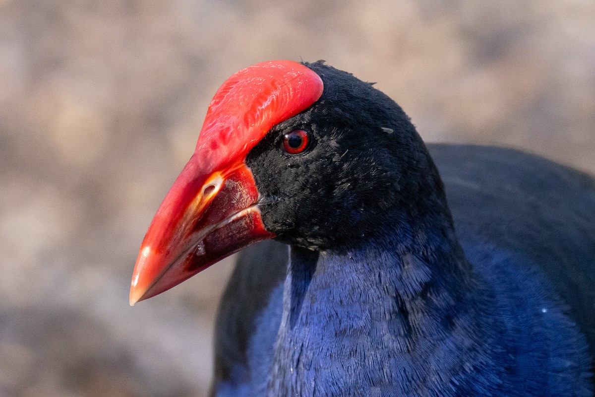 Australasian Swamphen - ML646810237