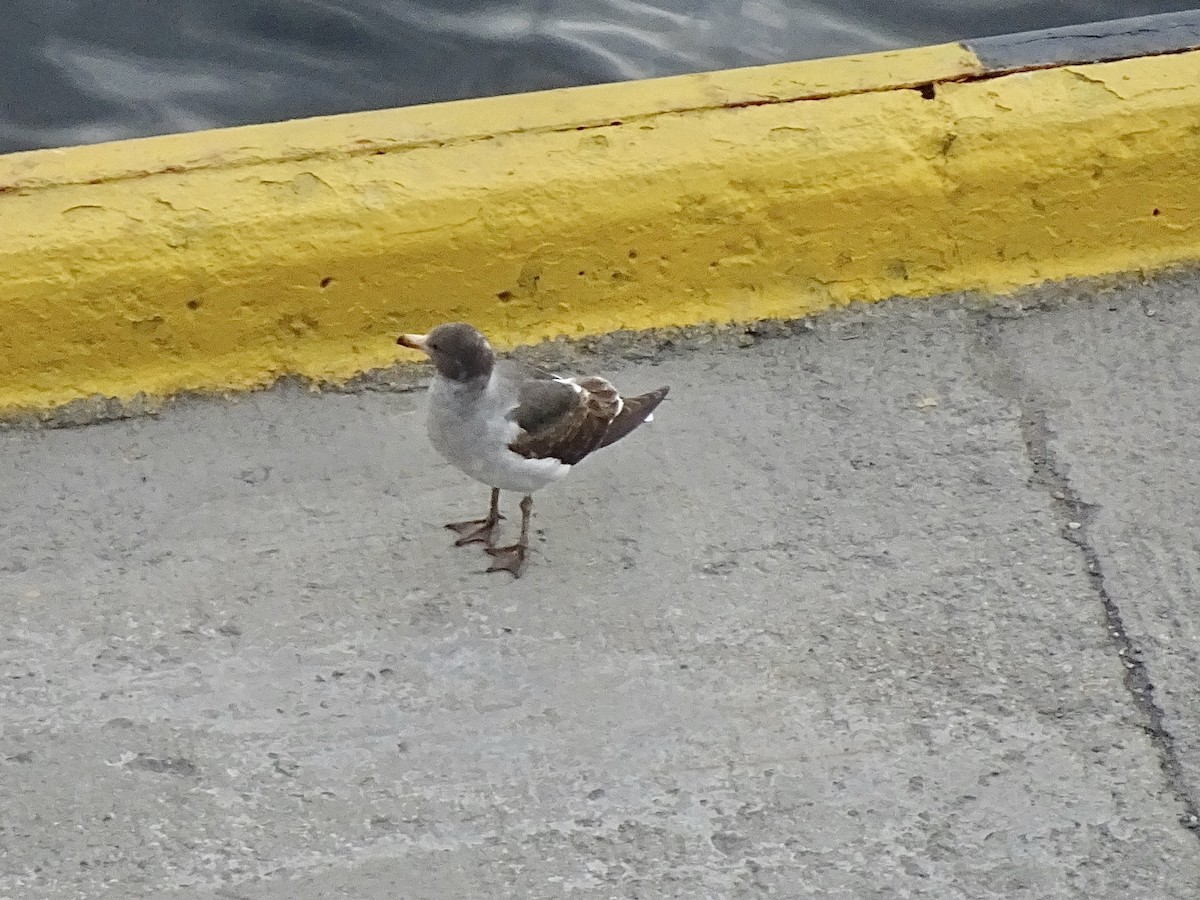 Goéland de Scoresby - ML646810238