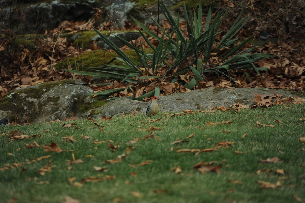 Red-bellied Woodpecker - ML646810240