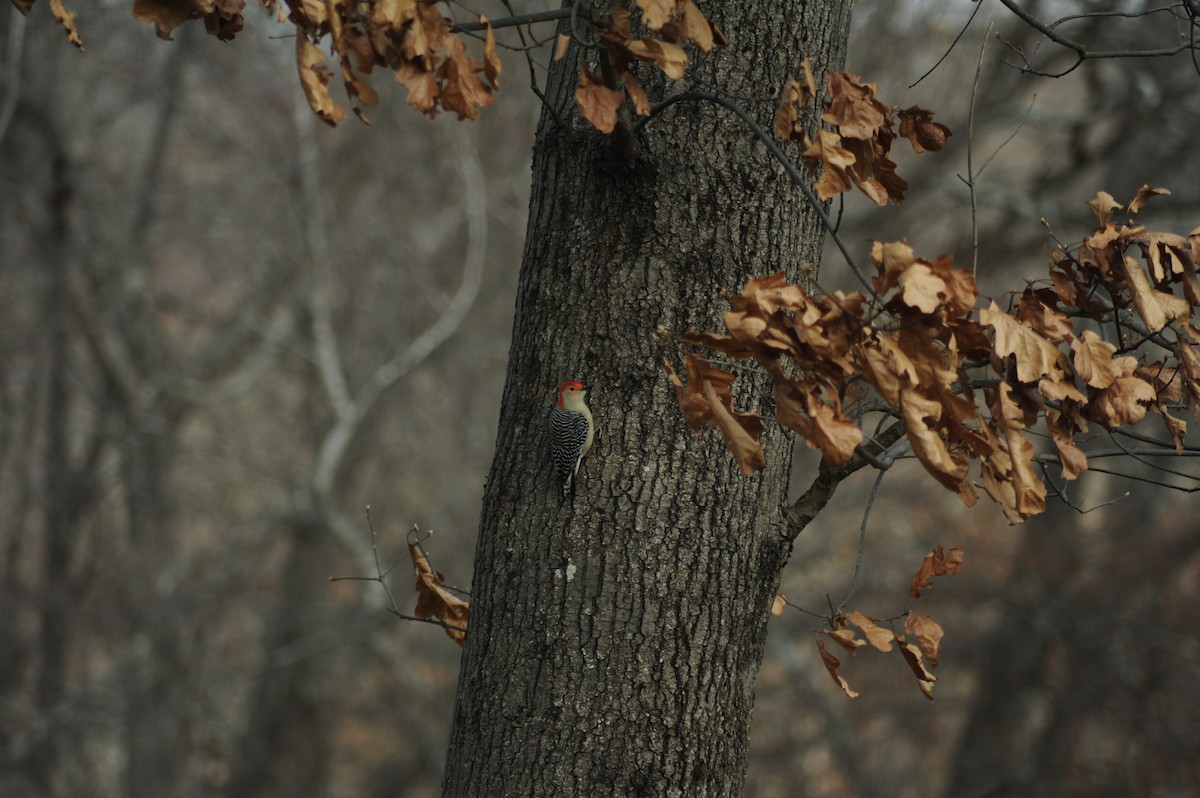 Red-bellied Woodpecker - ML646810241