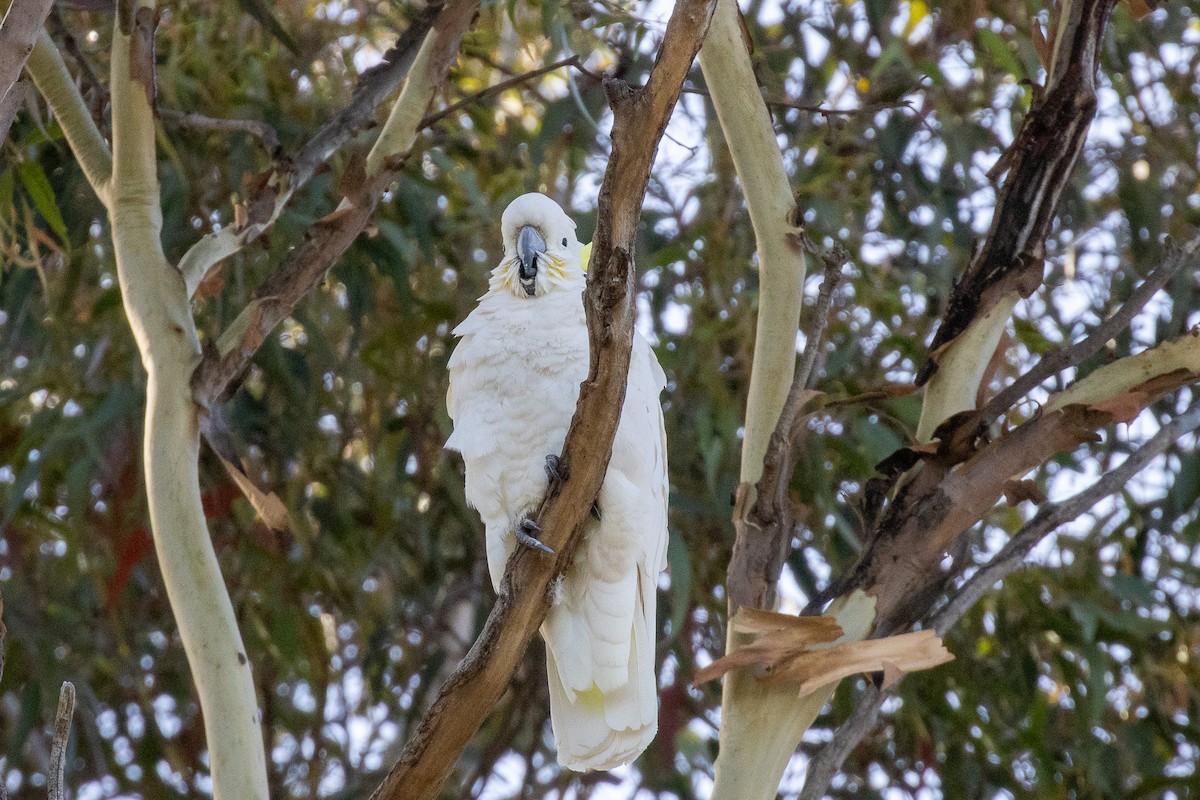 Sulphur-crested Cockatoo - ML646810251