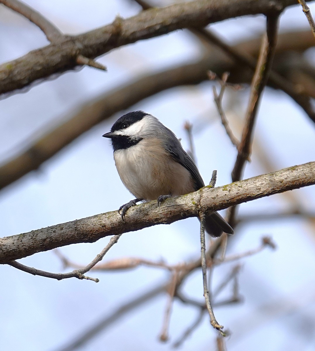 Каролинская гаичка - ML646810256