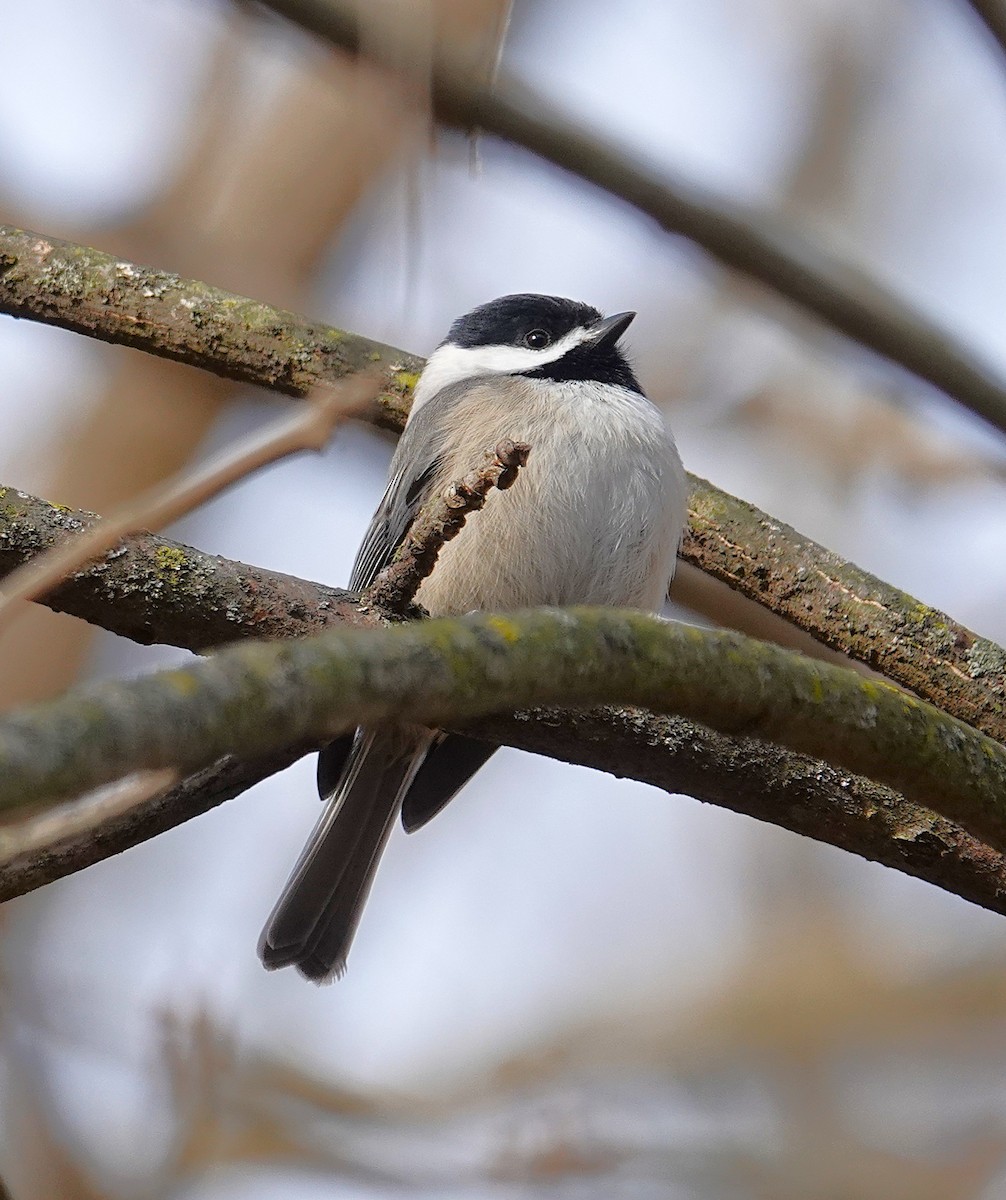 Каролинская гаичка - ML646810257