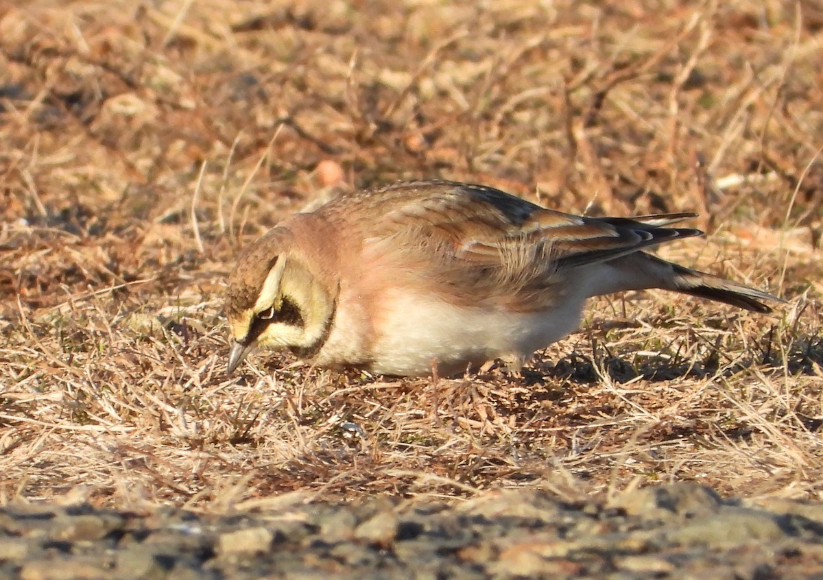 Жайворонок рогатий - ML646810258