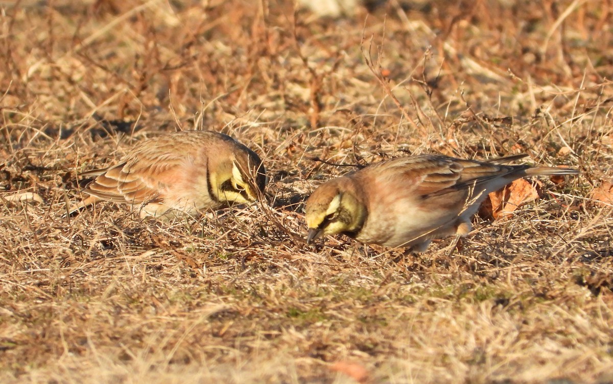 Жайворонок рогатий - ML646810259