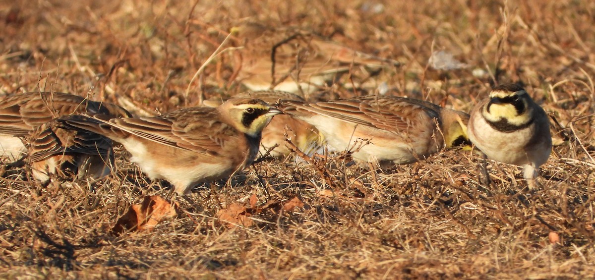 Жайворонок рогатий - ML646810260