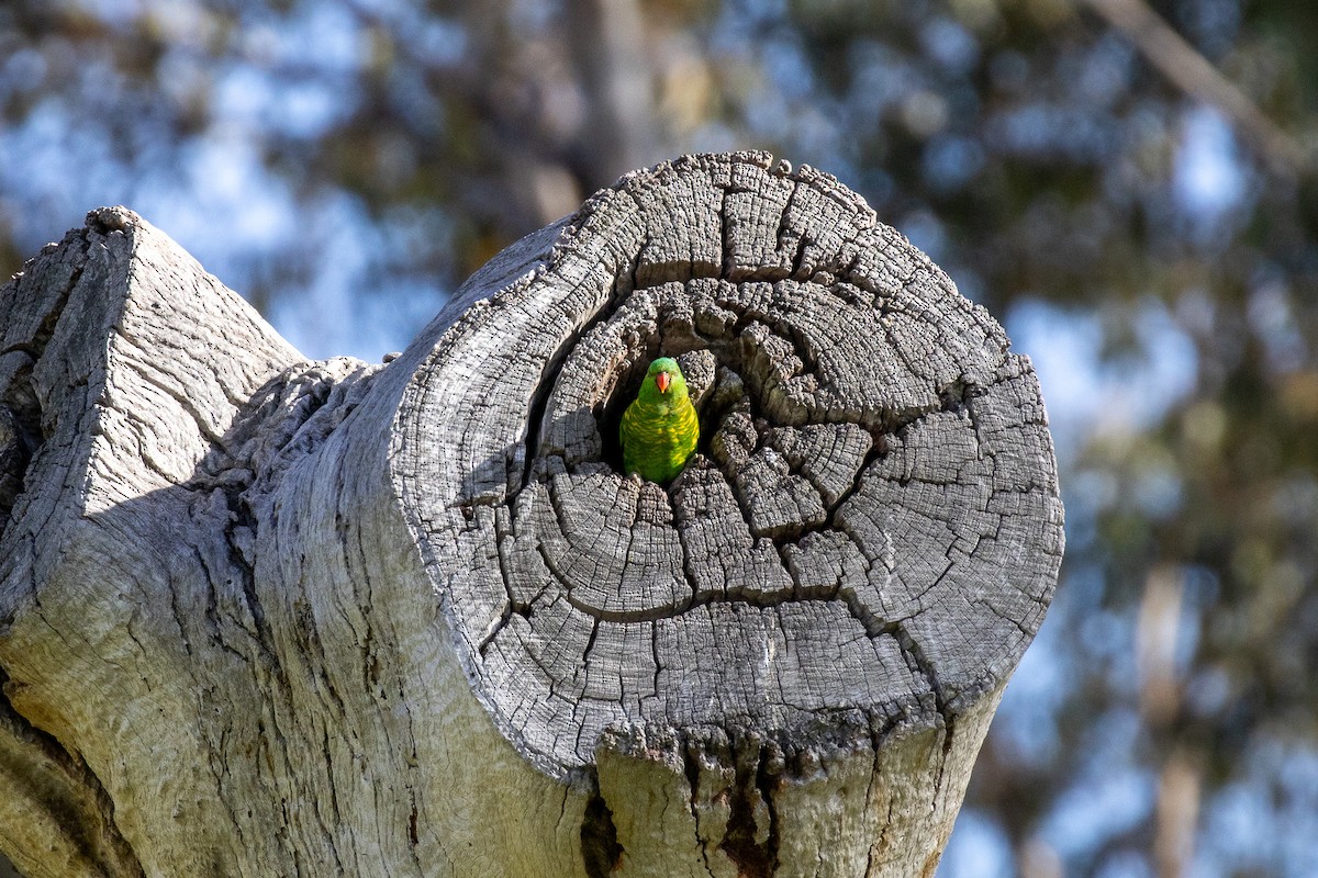 Scaly-breasted Lorikeet - ML646810261