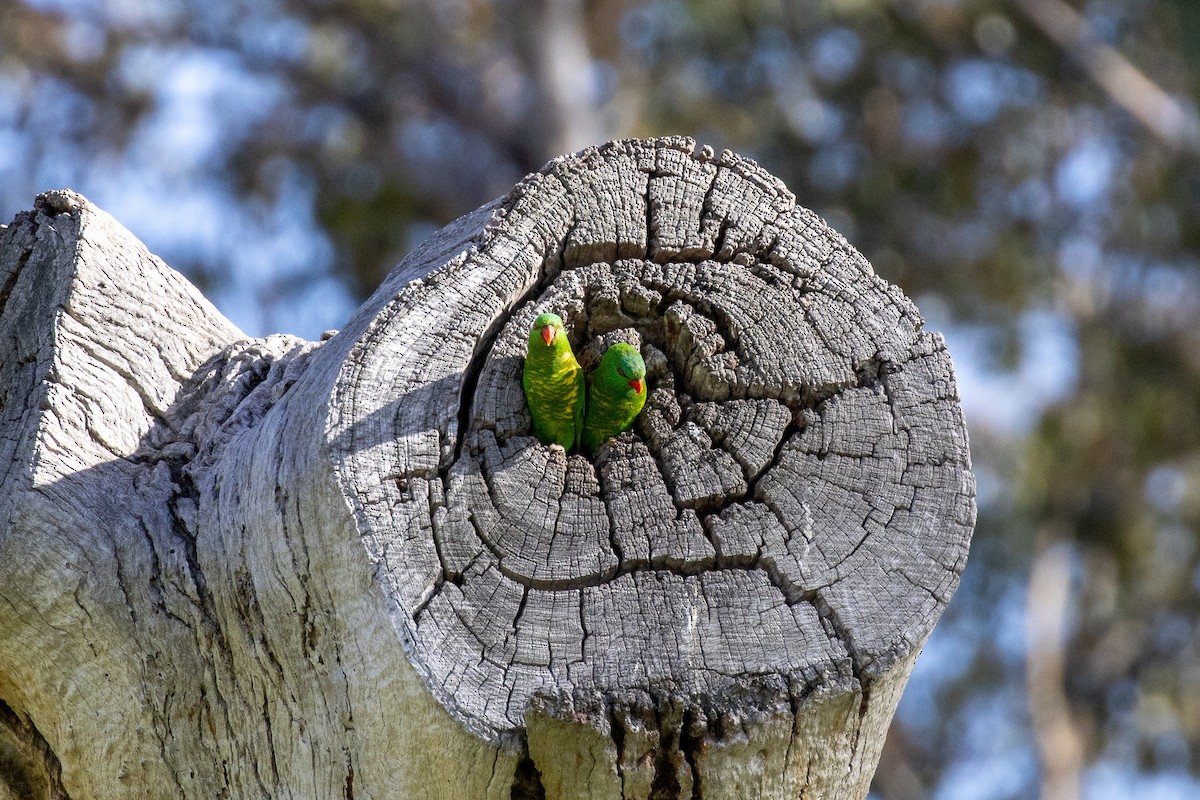 Scaly-breasted Lorikeet - ML646810262