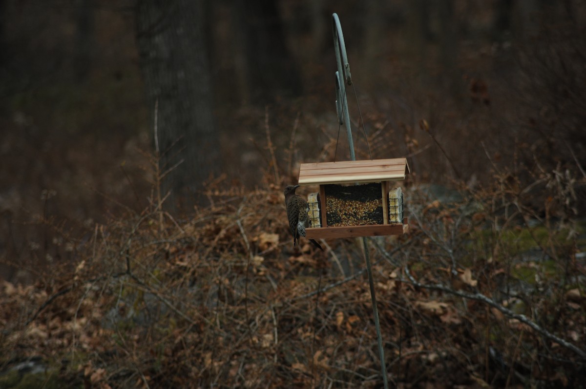 Northern Flicker - ML646810263