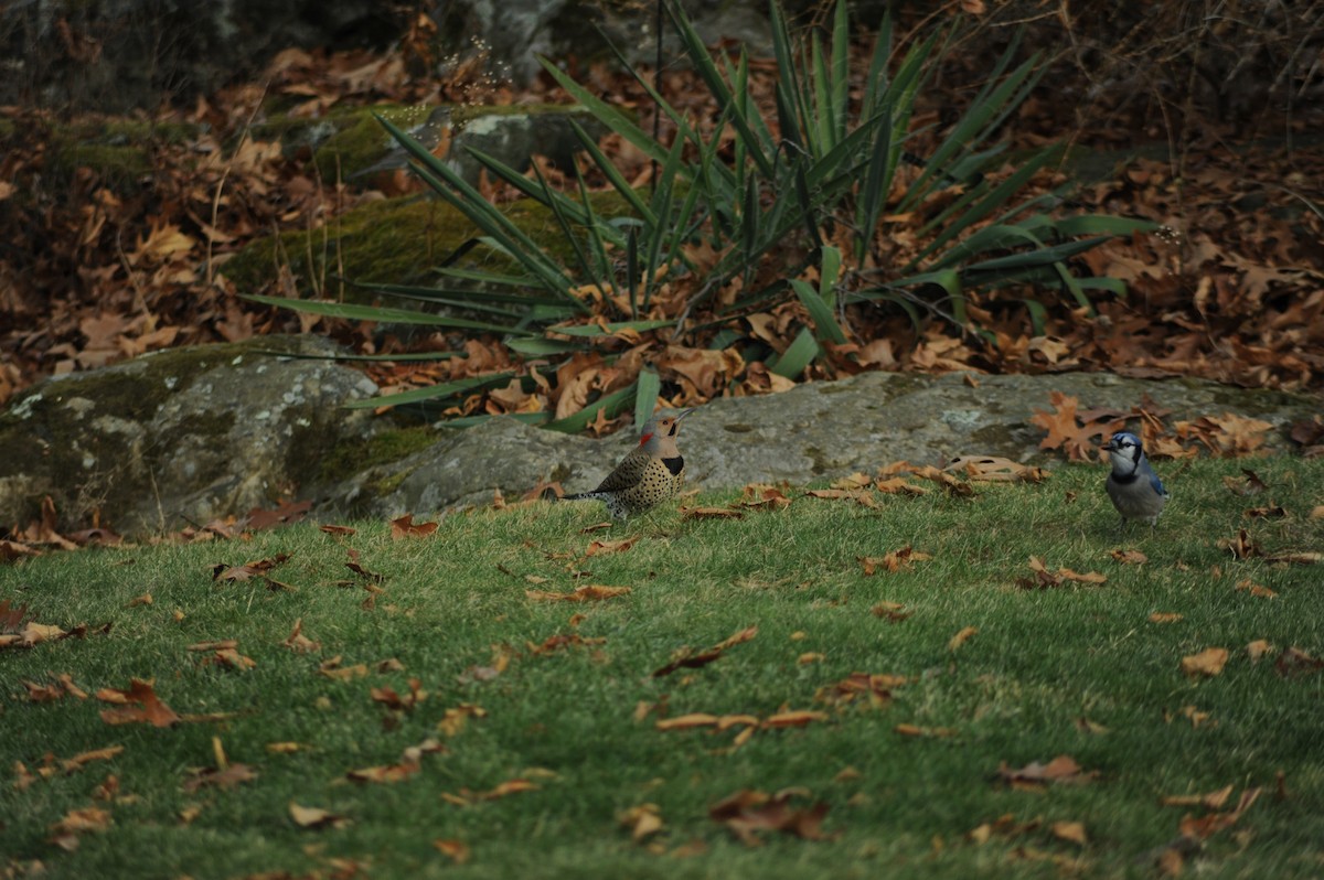 Northern Flicker - ML646810264