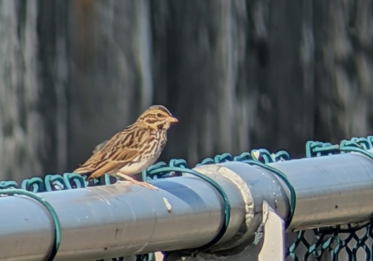 Savannah Sparrow - ML646810266