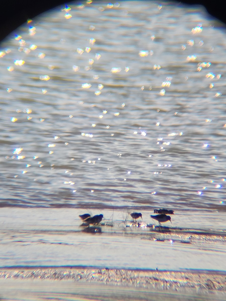 Least Sandpiper - ML646810270