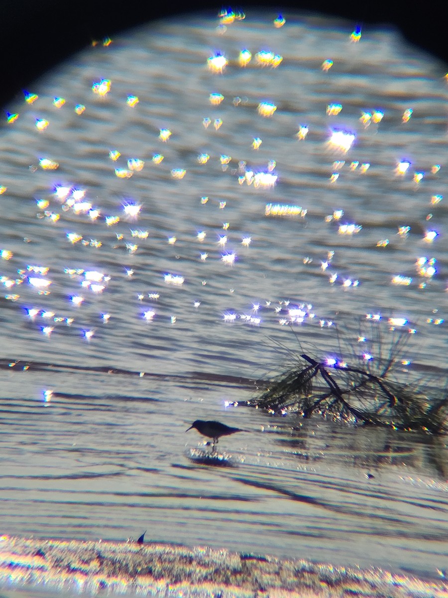 Least Sandpiper - ML646810271