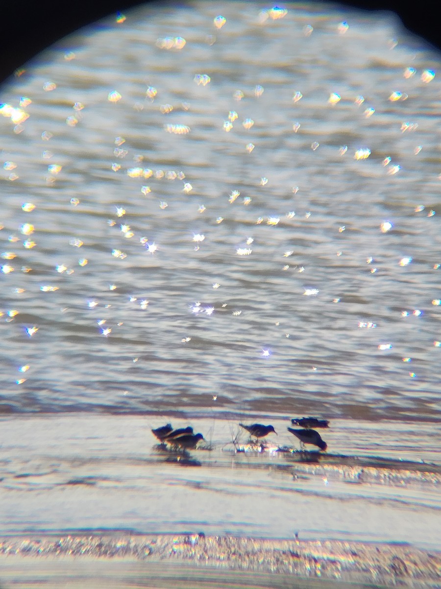 Least Sandpiper - ML646810272