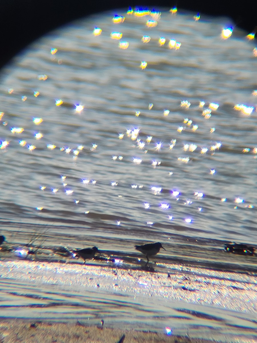 Least Sandpiper - ML646810273