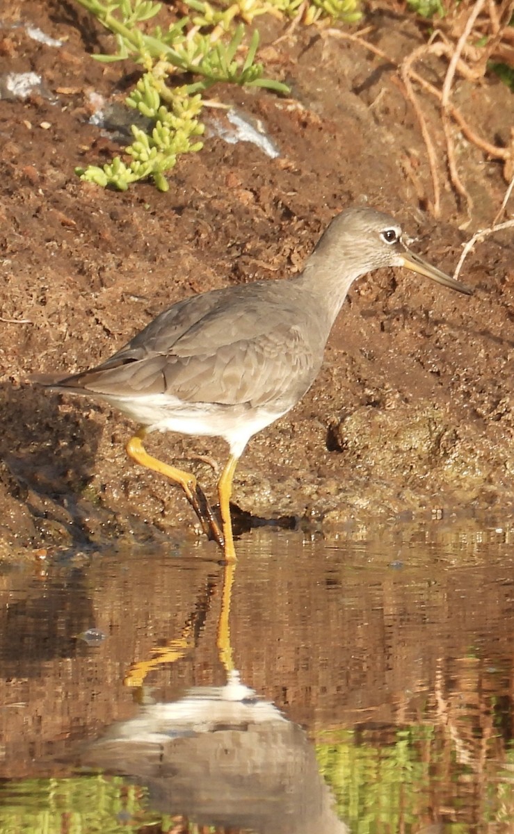 Wandering Tattler - ML646810274