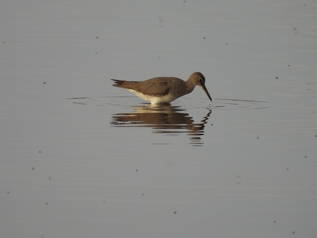 Wandering Tattler - ML646810275