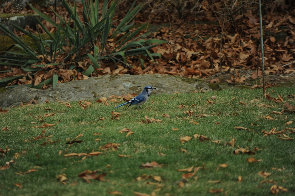 Blue Jay - ML646810276