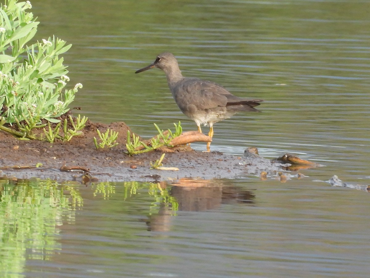 Wandering Tattler - ML646810277