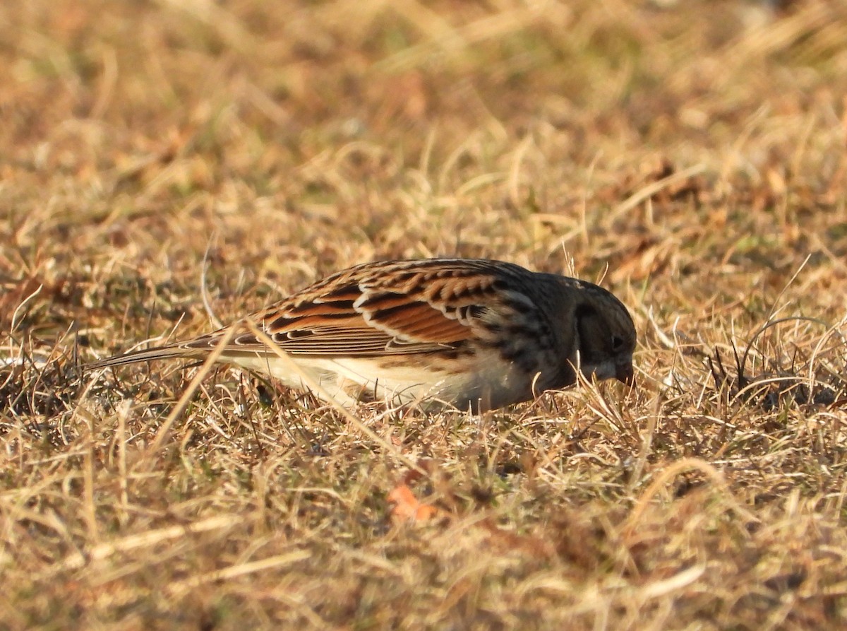 Подорожник лапландський - ML646810279